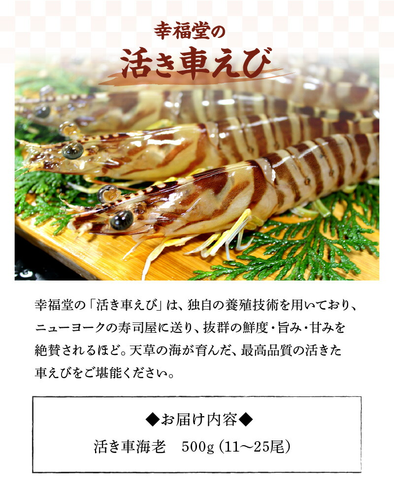 楽天市場 ふるさと納税 車えび 500g 新鮮 活きたままお届け 海老 鮮度抜群 海鮮 魚介類 熊本県天草市