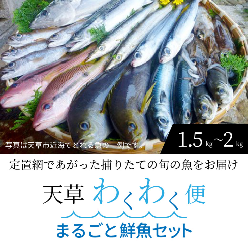 楽天市場 ふるさと納税 鮮魚 セット 海の幸 旬 魚 詰合せ 海水シャーベット 定置網 獲れたて 指定日 可 熊本県天草市