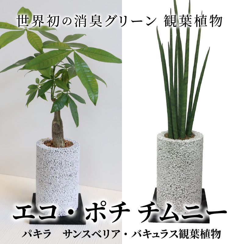 楽天市場 ふるさと納税 観葉植物 パキラ サンスベリア 消臭 グリーン エコポチ チムニー ギフト インテリア お洒落 熊本県天草市