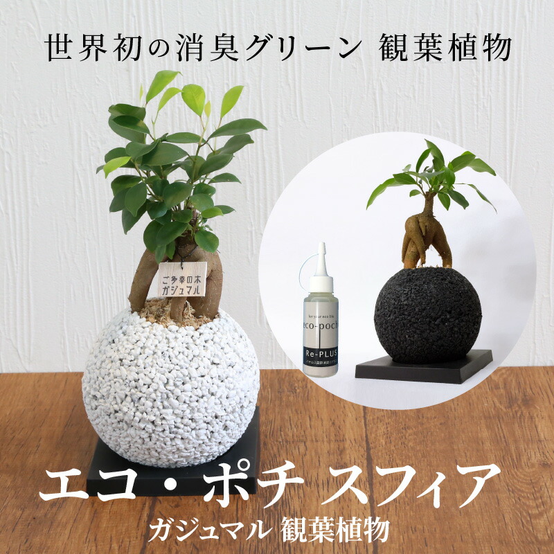 楽天市場 ふるさと納税 観葉植物 ガジュマル 消臭 グリーン ご多幸の木 キューブ シリンダ エコポチ スフィア ギフト インテリア お洒落 熊本県天草市