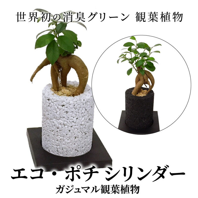 楽天市場 ふるさと納税 観葉植物 ガジュマル 消臭 グリーン ご多幸の木 シリンダー ギフト インテリア お洒落 熊本県天草市