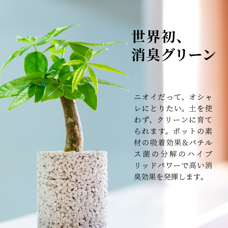 パキラorサンスベリア ハニー 熊本県天草市 エコ ポチ 花 観葉植物 シリンダー ふるさと納税 シリンダー 観葉植物 世界初 選べる消臭グリーン