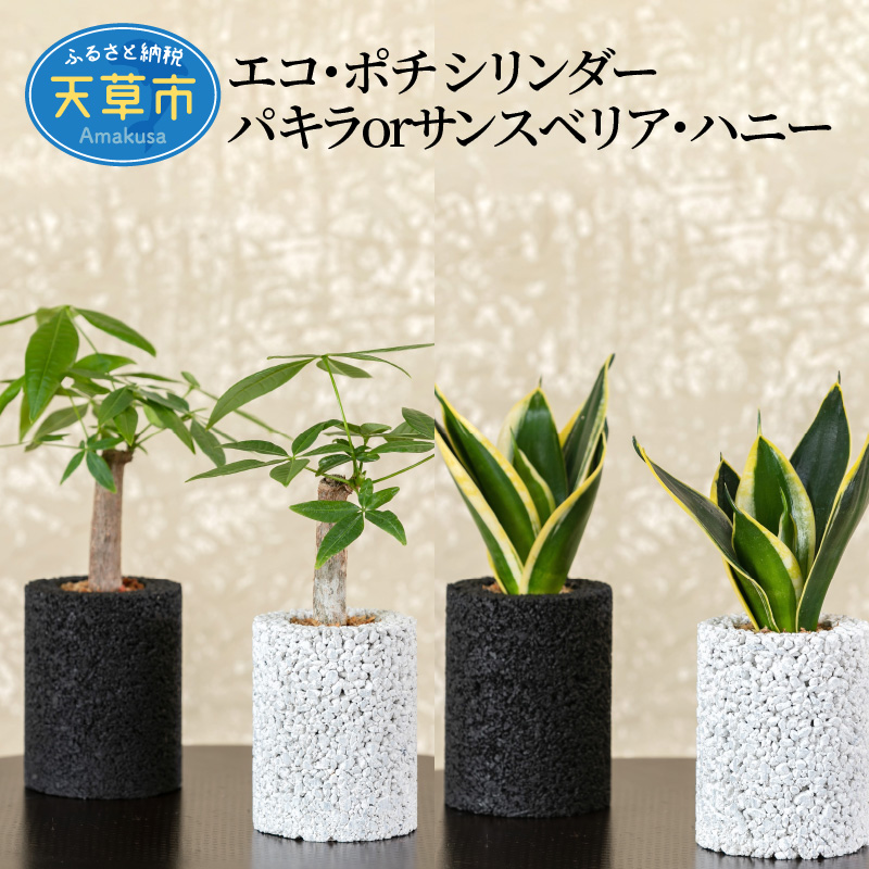 パキラorサンスベリア ハニー 熊本県天草市 エコ ポチ 花 観葉植物 シリンダー ふるさと納税 シリンダー 観葉植物 世界初 選べる消臭グリーン