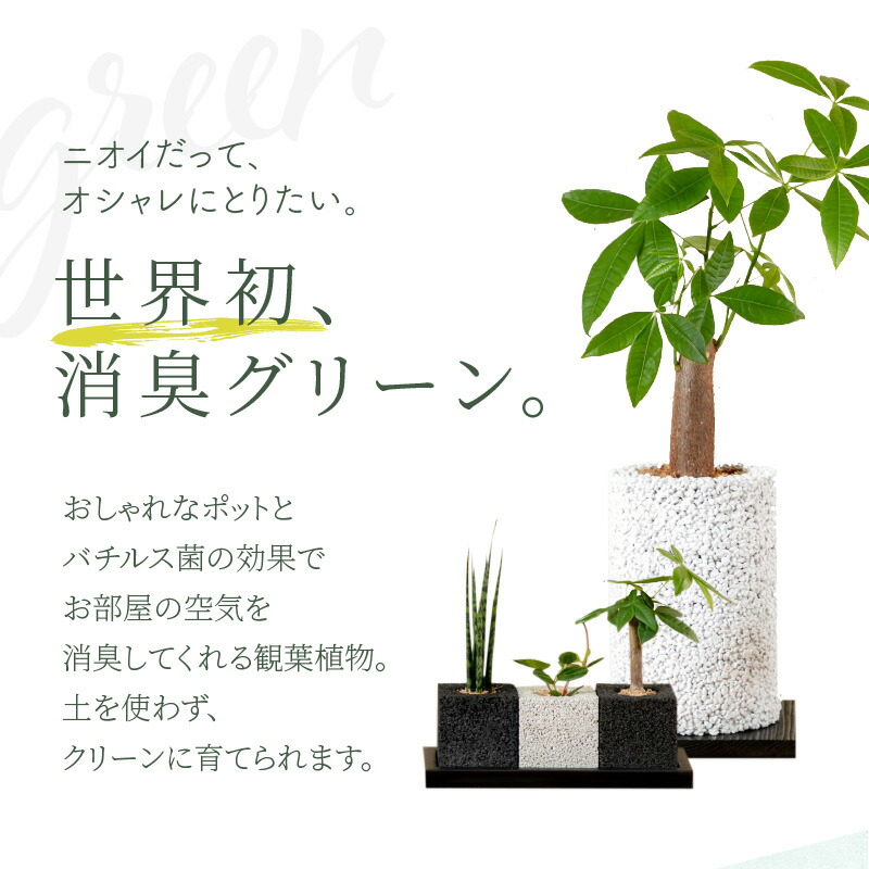 楽天市場 ふるさと納税 観葉植物 セット パキラ チムニー サンスベリア バキュラリス トゥーリオ 消臭 グリーン キューブ 限定 ギフト お洒落 熊本県天草市