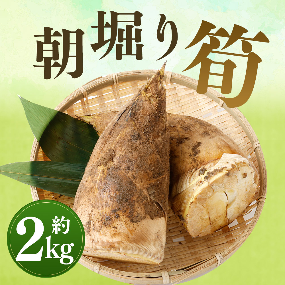 楽天市場 ふるさと納税 朝堀り 筍 約2kg たけのこ タケノコ 野菜 熊本県産 九州産 国産 送料無料 熊本県益城町