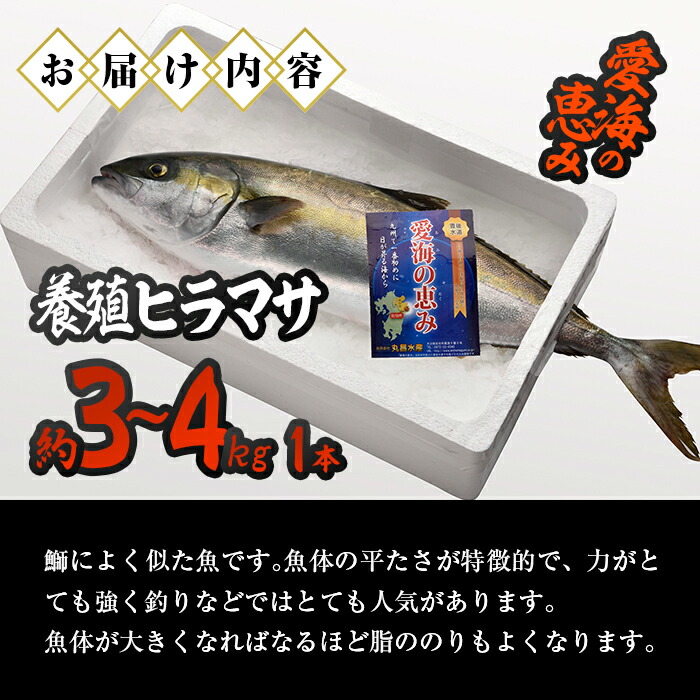 愛海の恵み 大分豊後水道産 1本 政一郎の平政 約3 4kg 養殖ヒラマサ 配送員設置 政一郎の平政