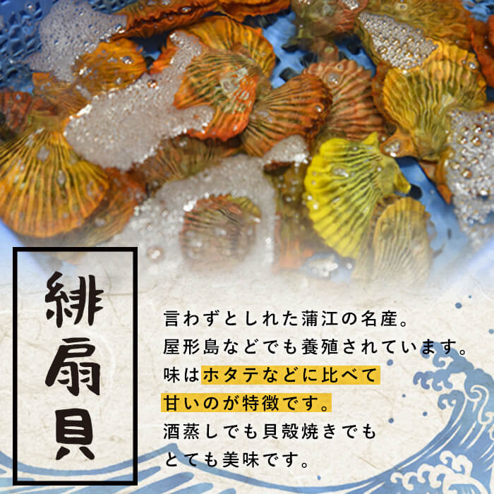 冷凍蒸し緋扇貝 ひおうぎがい 枚