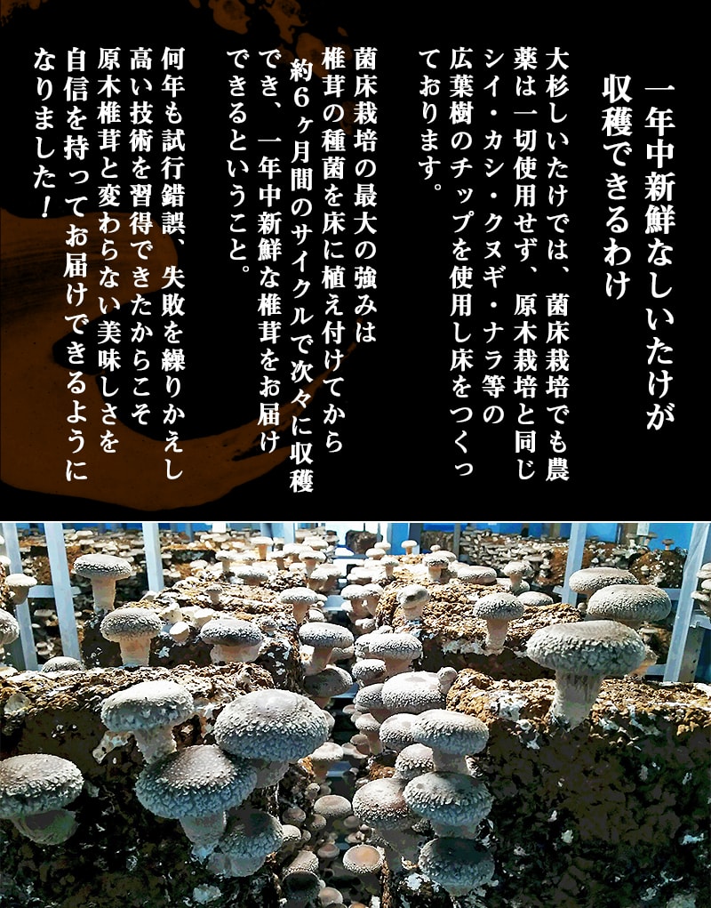 香り立つ!!「きのこ餃子」72個