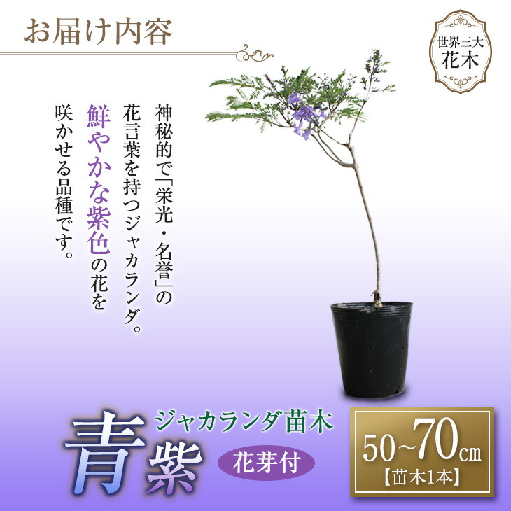 楽天市場 ふるさと納税 日本一 華やか花芽付 ジャカランダ苗木 青紫 50cm 70cm 宮崎県日南市