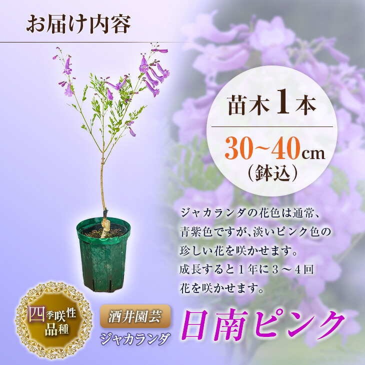 ふるさと納税 絶頂 四季咲編章質種類 ジャカランダの若木1本 日南桃色 植木鉢込30 40cm Marchesoni Com Br