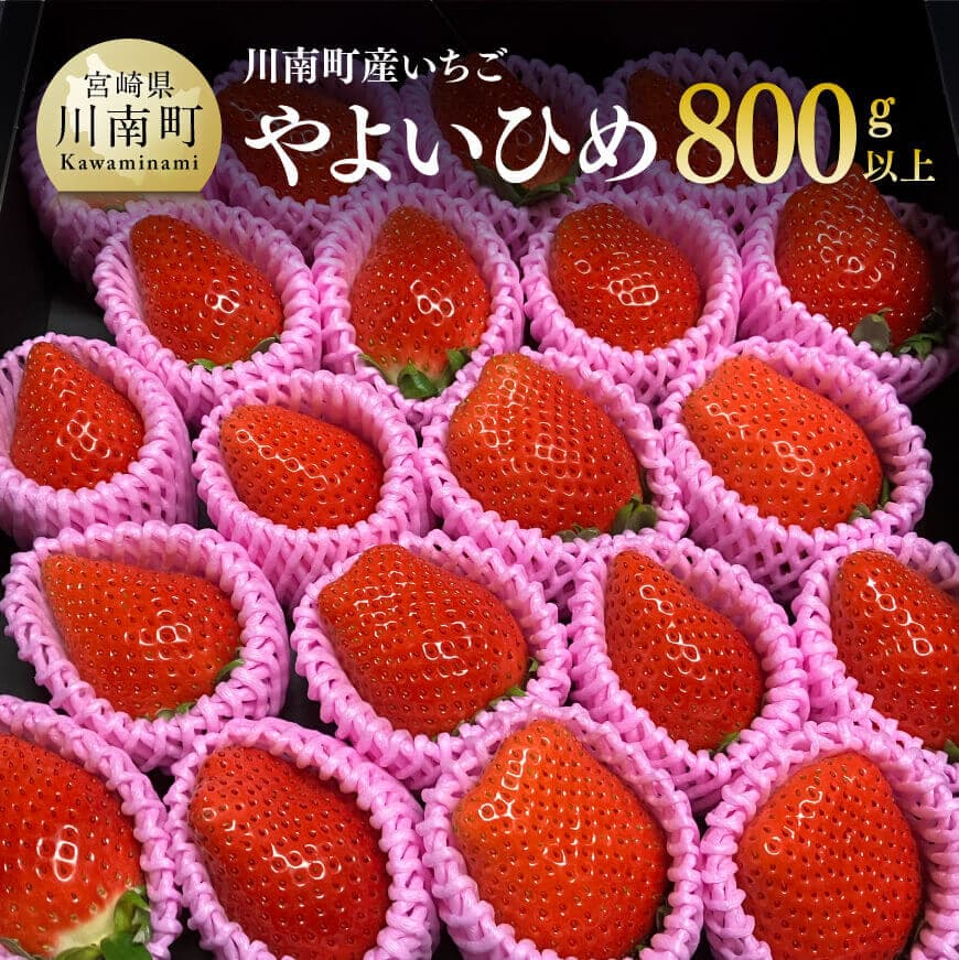 【ふるさと納税】川南町産いちご「やよいひめ」計800ｇ - 先行予約 期間限定 果物 イチゴ 苺 フルーツ D09801