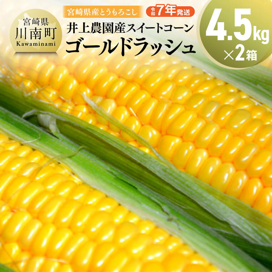 【ふるさと納税】 【令和7年発送】宮崎県産とうもろこし　井上農園産スイートコーン「ゴールドラッシュ」4.5kg×2 - トウモロコシ スイートコーン とうきび 新鮮 九州産 宮崎県産 川南町産 朝どれ 農家直送 送料無料 D03902