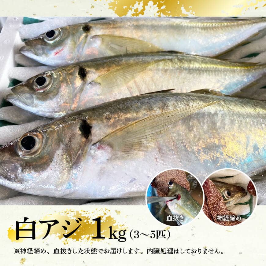 ふるさと納税 川谷水産厳選 鮮魚 旬 送料無料 約1kg 白アジ 魚介類 日向灘 活〆 魚 鯵