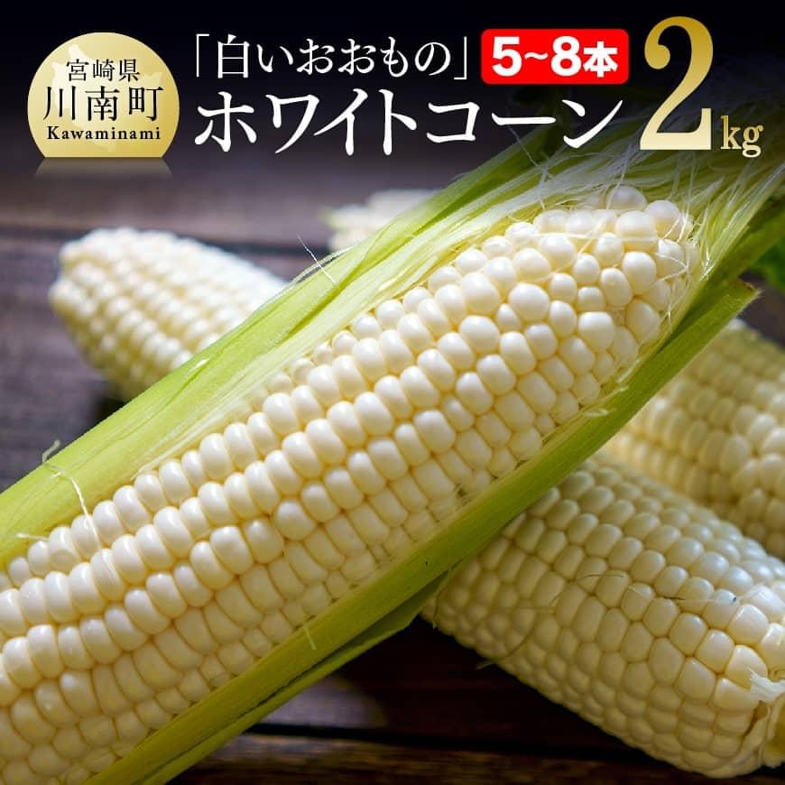 【ふるさと納税】 【令和7年発送】政岡さんちのスイートコーン「白いおおもの（ホワイトコーン）」2kg - 先行予約 数量限定 期間限定 2025年発送 とうもろこし スイートコーン 朝どれ 農家直送 九州産 宮崎県産 川南町産 送料無料 D06504