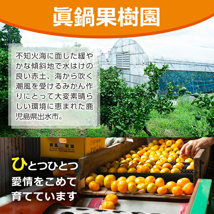 楽天市場 ふるさと納税 鹿児島県出水市産 みかんジュース 2種 計6本 温州としらぬいなどのこだわりの柑橘 を使った果汁100 の蜜柑ストレートジュース 眞鍋果樹園 鹿児島県出水市