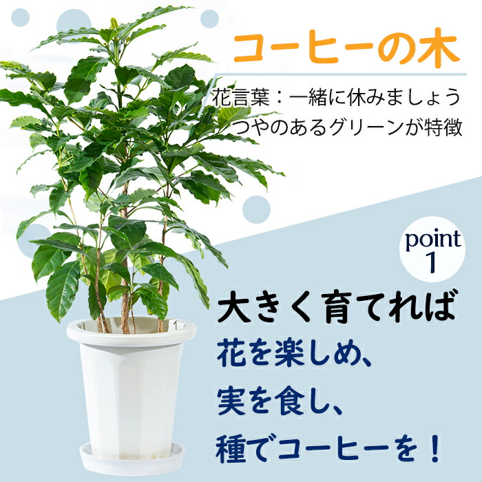 ふるさと納税 つややかなグリーンの葉が美しい観葉植物 お部屋のアクセントに 7号サイズの植木鉢なのでインテリアに 国産 観葉植物 指宿市 ふるさと納税 ふるさと納税 コーヒーの木 7号サイズ 約70cm 南国鹿児島で育った観葉植物 Greenbase 花 観葉植物