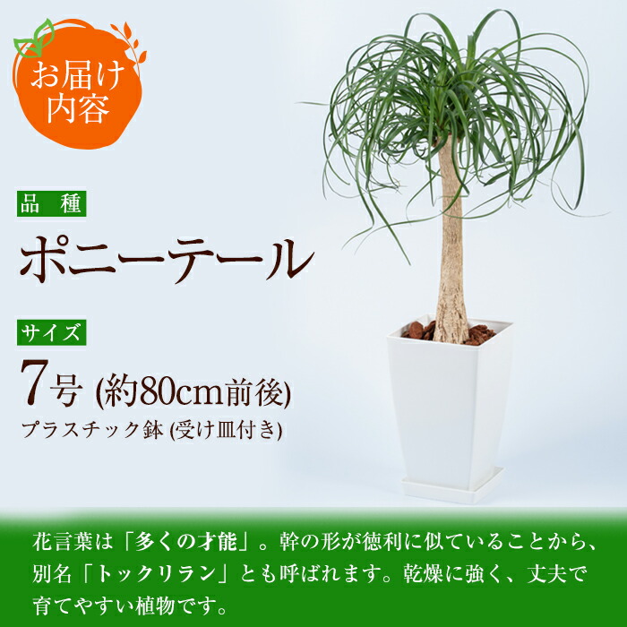 楽天市場 ふるさと納税 観葉植物 ポニーテール7号サイズ プラスチック鉢 受け皿付き 鎌ヶ迫園芸場 鹿児島県指宿市