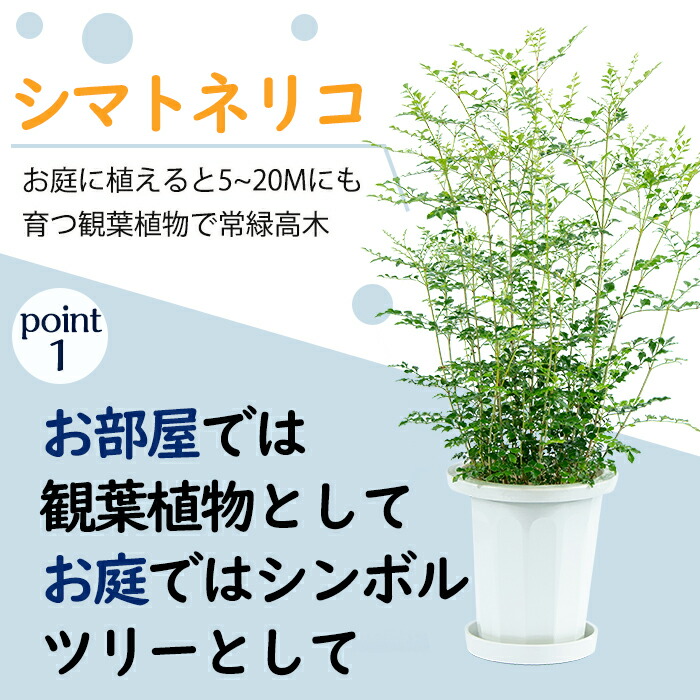 楽天市場 ふるさと納税 8月以降発送予定 シマトネリコ 7号サイズ 70cm前後 指宿の観葉植物 部屋でもお庭でもベランダでも育てやすい人気の常緑樹 シンボルツリーに Greenbase 鹿児島県指宿市