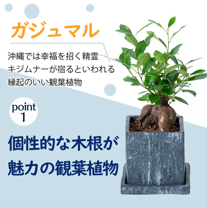 ふるさと納税 ガジュマル土器汁椀 幅13cm クォンティティさ25cm 鉢を合併 指宿の観葉植物 育てやすくて流行の種類 符号の適当植物でインテリア装飾にも贈品にも Greenbase Nobhillmusic Com