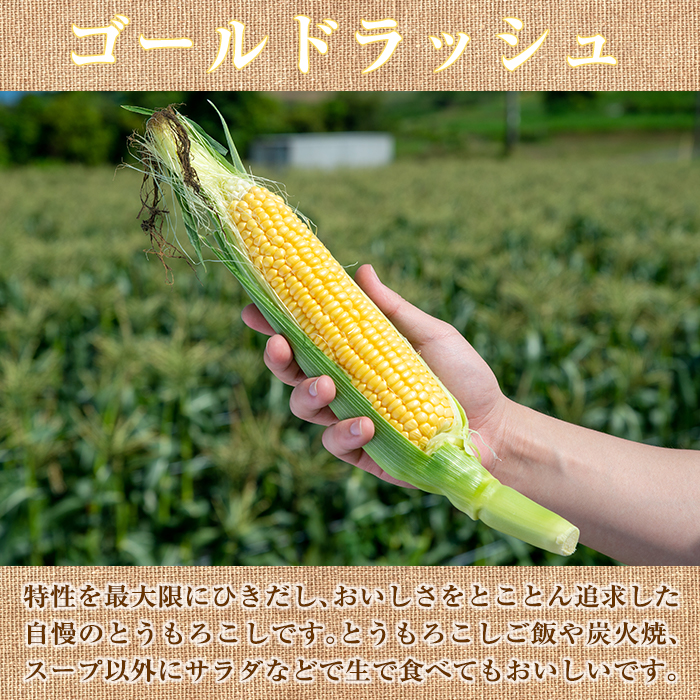 楽天市場 ふるさと納税 21年5月日 6月30日の間に発送予定 厳選とうもろこし 鹿児島県指宿産ゴールドラッシュ 14本 旬のトウモロコシ 朝採りをお届け わくわくファームたがわ 鹿児島県指宿市