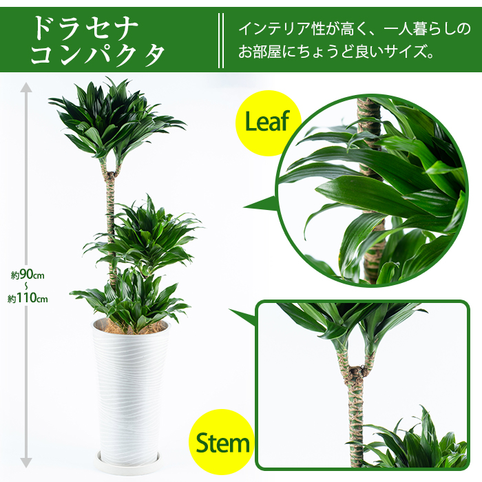 ふるさと納税 家什惰性の分量い観葉草木 ドラセナ コンパクタ 高さ90cm 110cm 汁椀を組み込む つけ届働き や付け届けにも人受けのインテリア性の甲高い観葉植物 いぶすきアグリカルチュア和協組合 観葉 Cannes Encheres Com