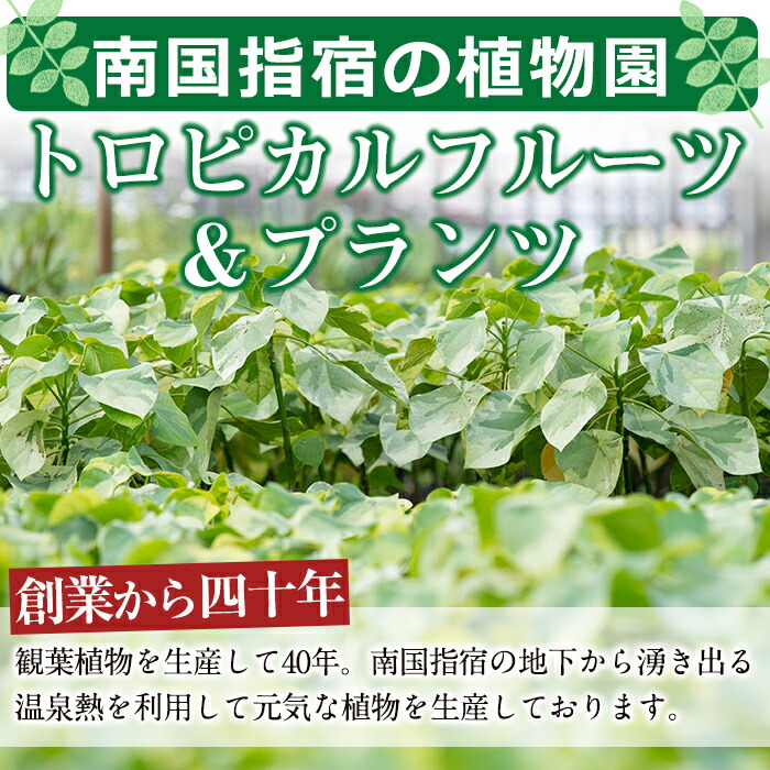 楽天市場 ふるさと納税 21年3月中旬頃より順次発送 5色の色彩が美しい おしゃれで大人気の観葉植物 クロトン8号ホワイト鉢 育て方 を記載したオリジナルカード付 トロピカルフルーツ プランツ 鹿児島県指宿市