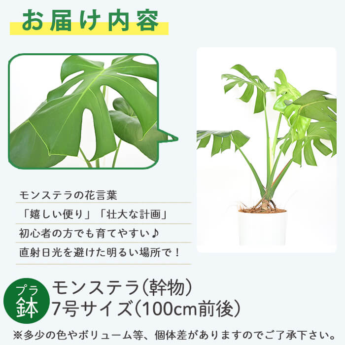 楽天市場 ふるさと納税 モンステラ 幹物 7号鉢サイズ 100cm前後 受皿付 南国指宿で育てられた観葉植物をご家庭で インテリアにもおすすめ Green Farm M 鹿児島県指宿市