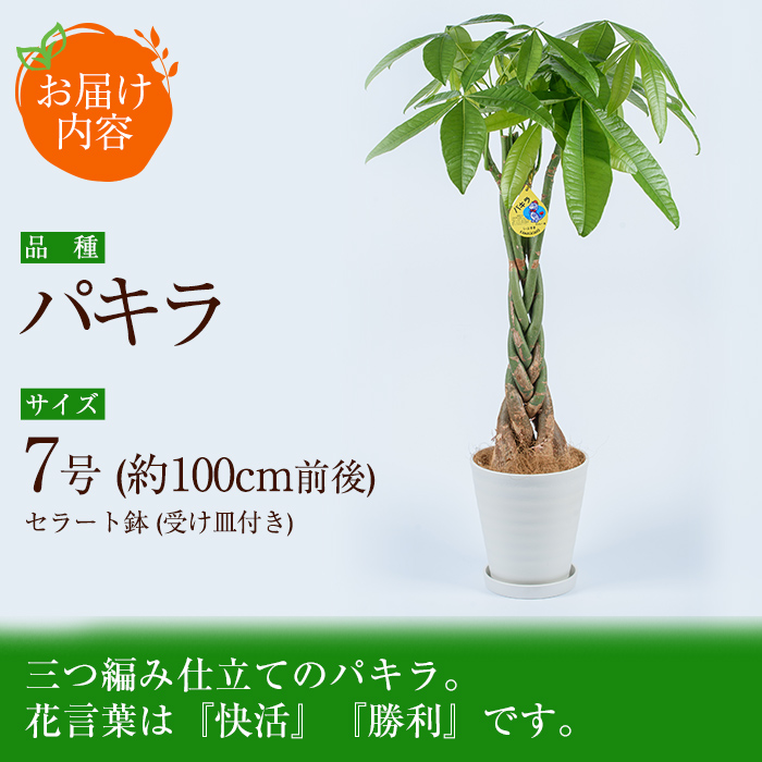 楽天市場 ふるさと納税 観葉植物 パキラ7号サイズ 全体約100cm前後 セラート鉢 受け皿付き 鎌ヶ迫園芸場 鹿児島県指宿市