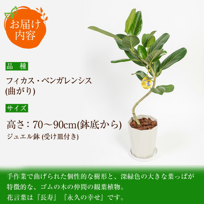 楽天市場 ふるさと納税 観葉植物 フィカス ベンガレンシス 曲がり 7号サイズ 全体約80cm前後 ジュエル鉢 受け皿付き 鎌ヶ迫園芸場 鹿児島県指宿市