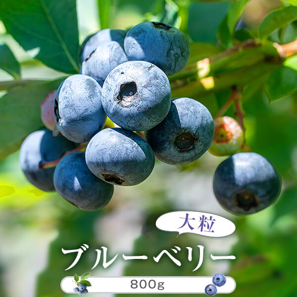 【ふるさと納税】【季節限定】特選ブルーベリー 800g（100g&times;8） (B-2)　AS-589 季節限定　ブルーベリーブルーベリー　薩摩川内市　送料無料 【7月下旬以降順次発送】｜鹿児島県薩摩川内市
