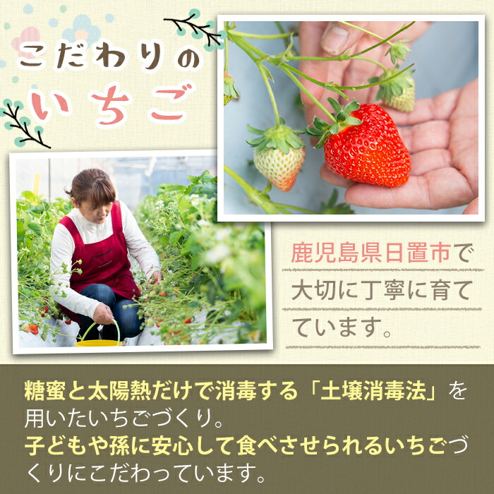 楽天市場 ふるさと納税 鹿児島県産 無添加いちごのフリーズドライセット フリーズドライ半割り1袋 ピューレ2袋 パウダー1袋 大切に育てた苺を フリーズドライフルーツに ままりあ農園 鹿児島県日置市