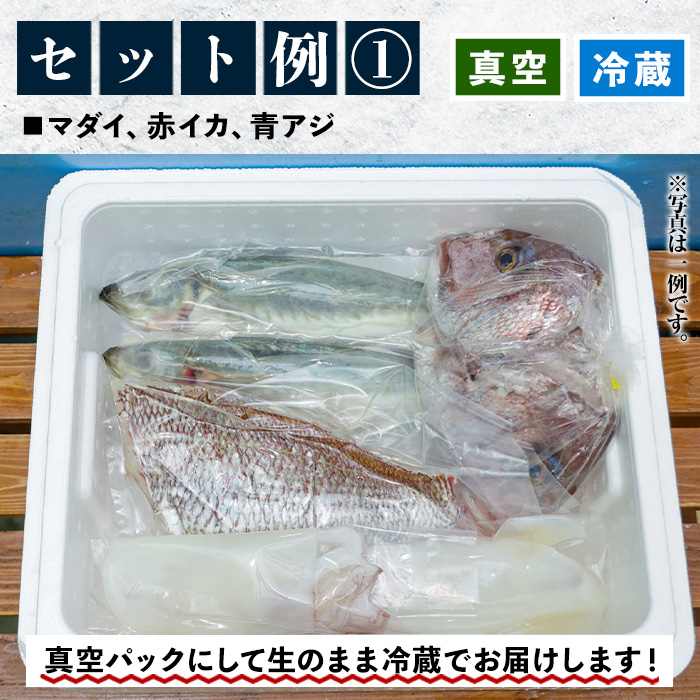 【ふるさと納税】朝獲れ鮮魚の詰め合わせセット！鹿児島県いちき串木野より海鮮を産地直送【えびす市場】