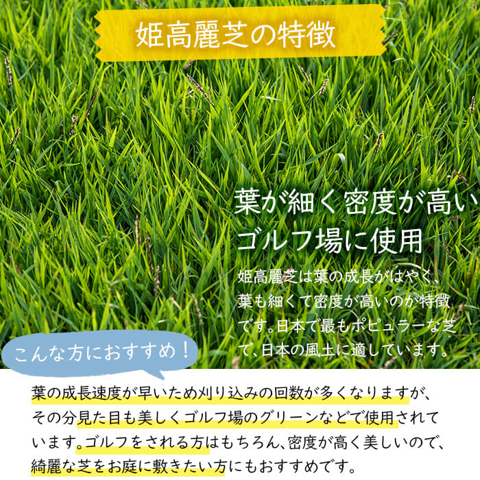 ふるさと納税 末末ブッキング受付け中品 21年間11ムーン中に出師企む 生まれ乍らターフ 姫高麗芝 10平米 ゴルフやお園に 物指しな芝 葉っぱの老成がとっとと 葉も細くて濃さが高等のが特徴 目顔が美しくゴルフ在場所のパッティンググリーンなどで行ずる 絵皿書札でお