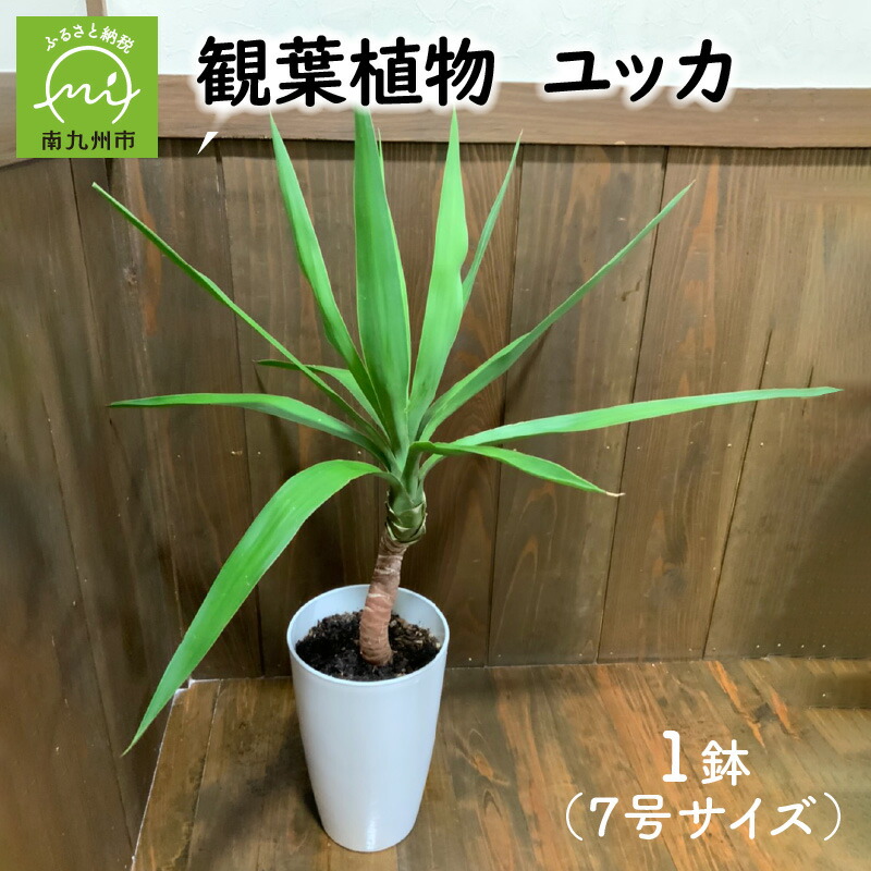 楽天市場 ふるさと納税 観葉植物 ユッカ1鉢 鹿児島県南九州市