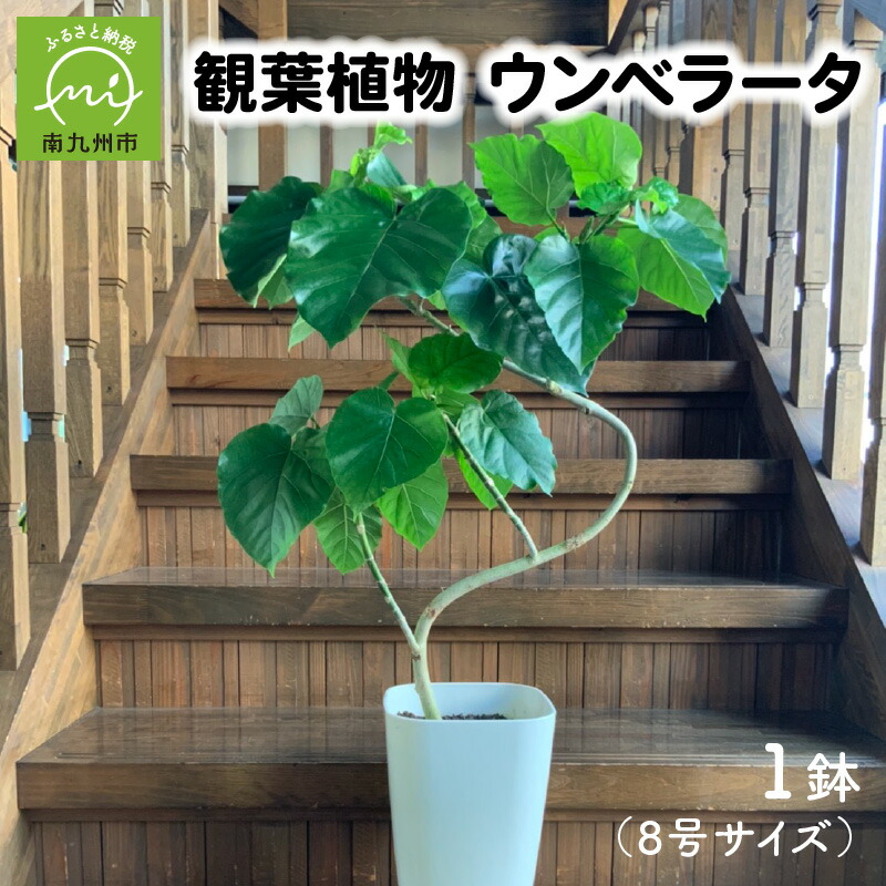 楽天市場 ふるさと納税 観葉植物 ウンベラータ8号サイズ1鉢 鹿児島県南九州市