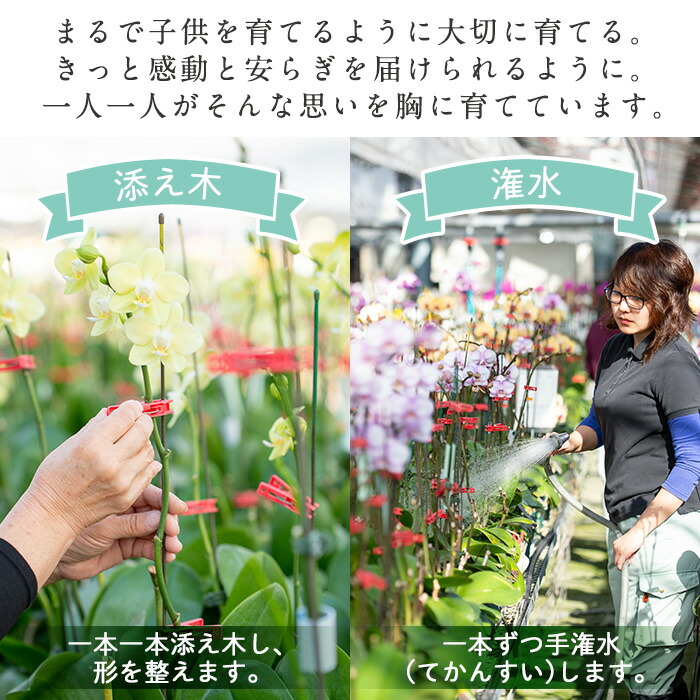 楽天市場 ふるさと納税 毎月数量限定 ミディ胡蝶蘭切花 Mix5本セット 鹿児島県さつま町で大切に育てた胡蝶蘭 を丁寧に梱包してお届け 贈り物にもご自分用にも 日野洋蘭園 鹿児島県さつま町