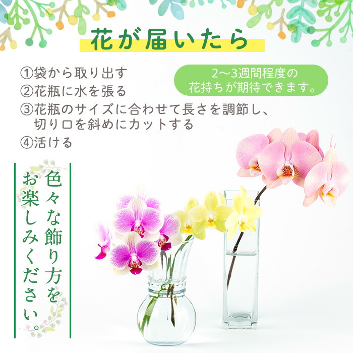 楽天市場 ふるさと納税 毎月数量限定 ミディ胡蝶蘭切花 Mix5本セット 鹿児島県さつま町で大切に育てた胡蝶蘭 を丁寧に梱包してお届け 贈り物にもご自分用にも 日野洋蘭園 鹿児島県さつま町