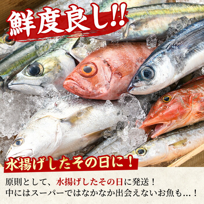 楽天市場 ふるさと納税 朝獲れ発送 鮮魚問屋が厳選した 大隅の太刀魚 3尾 1 2kg以上 目利きの鮮魚問屋が厳選 塩焼きやバターで香ばしく太刀魚 のムニエルに 江川商店 150 鹿児島県東串良町