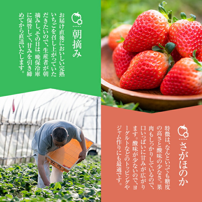 楽天市場 ふるさと納税 鹿児島県産 いちごの王道さがほのか約750g 250g 3パック 牧内農園 鹿児島県東串良町