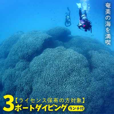 【ふるさと納税】奄美の海を噛み締める ３短艇飛び込み競技（昼食会付き添い人）【使用許可取っておくの方客体】 鹿児島県 奄美諸島 奄美大島 龍郷町 ふるさと納税 飛び込み競技 愛読者飛び込み競技 3短艇 C歌留多取っておく者向け 米国海兵隊員運動競技 アウトドア くぐり抜ける 余暇 南国 海 サンゴ ウミガメ
