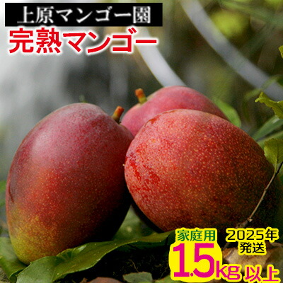 【ふるさと納税】2025年発送 農家直送【上原マンゴー園】家庭用完熟マンゴー　1.5kg以上 先行予約 完熟 マンゴー アップル 南国 沖縄 フルーツ くだもの 果物 果実 先行予約 産地直送 贅沢 濃厚 冷蔵 スイーツ デザート 旬の果物 ご家庭用 ご自宅用 国産