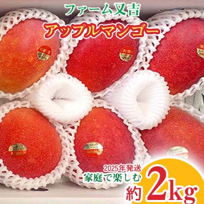 【ふるさと納税】2025年発送【ファーム又吉】　家庭で楽しむアップルマンゴー　約2kg フルーツ 果物 期間限定 数量限定 先行予約 南国 プレゼント お土産 おみやげ ギフト くだもの 季節 おきなわ 青果 デザート おすすめ 人気 冷蔵 夏 スイーツ