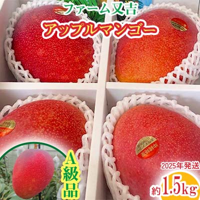 【ふるさと納税】2025年発送【ファーム又吉】A級品アップルマンゴー　約1.5kg フルーツ 果物 期間限定 数量限定 先行予約 南国 プレゼント お土産 おみやげ ギフト くだもの 季節 おきなわ 青果 デザート おすすめ 人気 冷蔵 夏 スイーツ