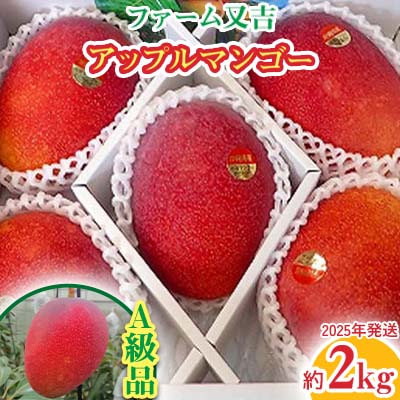 【ふるさと納税】2025年発送【ファーム又吉】A級品アップルマンゴー　約2kg フルーツ 果物 期間限定 数量限定 先行予約 南国 プレゼント お土産 おみやげ ギフト くだもの 季節 おきなわ 青果 デザート おすすめ 人気 冷蔵 夏 スイーツ