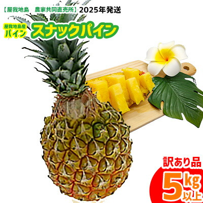 【ふるさと納税】《訳あり品》2025年【屋我地島　農家共同直売所】屋我地島産スナックパイン5kg以上 パイン 先行予約 沖縄 国産 パインアップル ボゴール わけあり ぱいん 名護 訳あり ご当地 ふるさと納税 お取り寄せ 生産者応援 5キロ 県産 くだもの デザート フルーツ