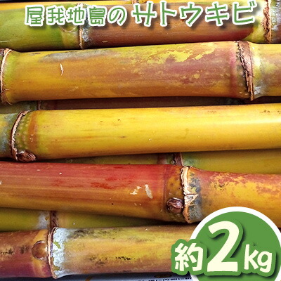 【ふるさと納税】屋我地島のサトウキビ　約2kg 珍しい みやげ 沖縄 おきなわ 短冊型 自然 甘み イネ科 ミネラル 食物繊維 さとうきび 果汁 エネルギー カルシウム マグネシウム 鉄 サトウキビ ビタミン ポリフェノール フラボノイド
