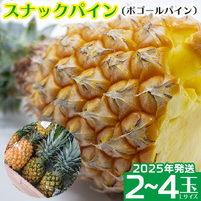 【ふるさと納税】2025年発送【羽地の駅】スナックパイン(ボゴールパイン）2～4玉（2.4kg以上） 先行予約 沖縄 おきなわ 国産 県産 お取り寄せ 人気 こだわり ギフト くだもの あまい 魅力 お土産 食べ物 果物 名護 やんばる なご 南国 トロピカル 夏