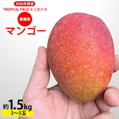 【ふるさと納税】2026年発送【TROPICAL FIELD モリ之ナカ】家庭用マンゴー約1.5kg（3～5玉） フルーツ 果物 期間限定 数量限定 先行予約 南国 プレゼント お土産 おみやげ ギフト くだもの 沖縄 おきなわ 青果 デザート おすすめ 人気 冷蔵 夏 スイーツ