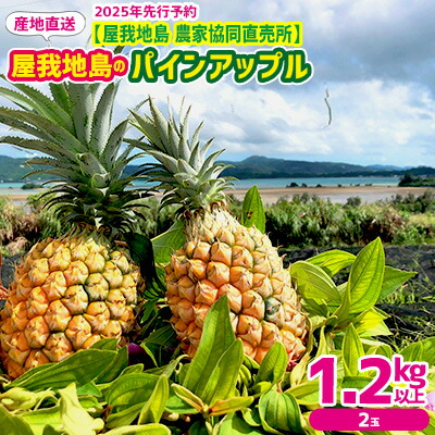 【ふるさと納税】2025年先行予約【屋我地島　農家協同直売所】　産地直送　屋我地島のパインアップル1.2kg以上（2玉） 沖縄 おきなわ 国産 県産 フルーツ 厳選 こだわり 果物 くだもの パイン お取り寄せ トロピカルフルーツ 南国フルーツ 食物 ぱいん やんばる 名護市 なご