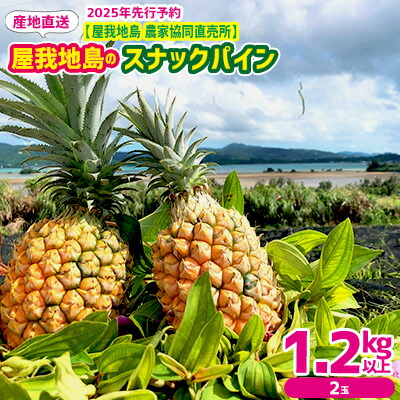 【ふるさと納税】2025年先行予約【屋我地島　農家協同直売所】　産地直送　屋我地島のスナックパイン1.2kg以上（2玉） 沖縄 おきなわ 国産 県産 フルーツ 厳選 こだわり 果物 くだもの パイン お取り寄せ ふるさと納税 送料無料 南国フルーツ ぱいん 名護市 なご 食べ物